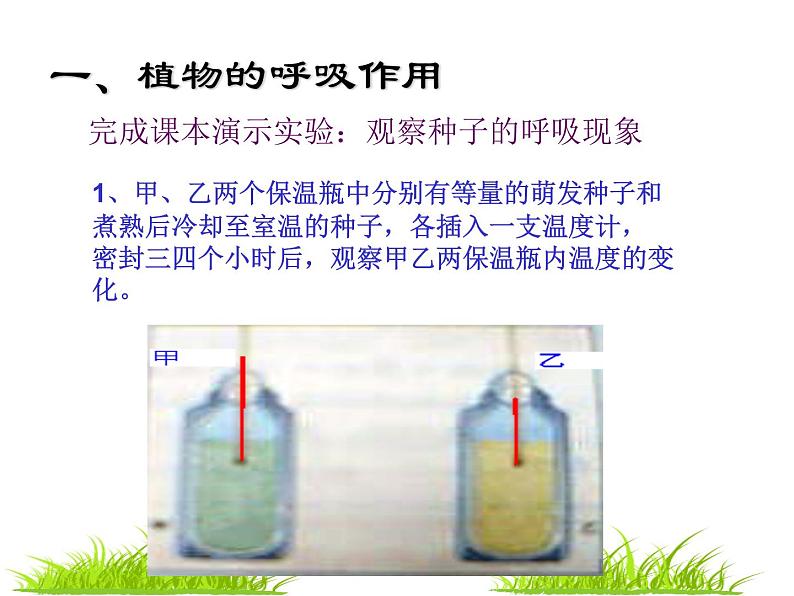 苏教版生物七年级上册课件：3.6.4绿色植物的呼吸作用（共26张PPT）第5页