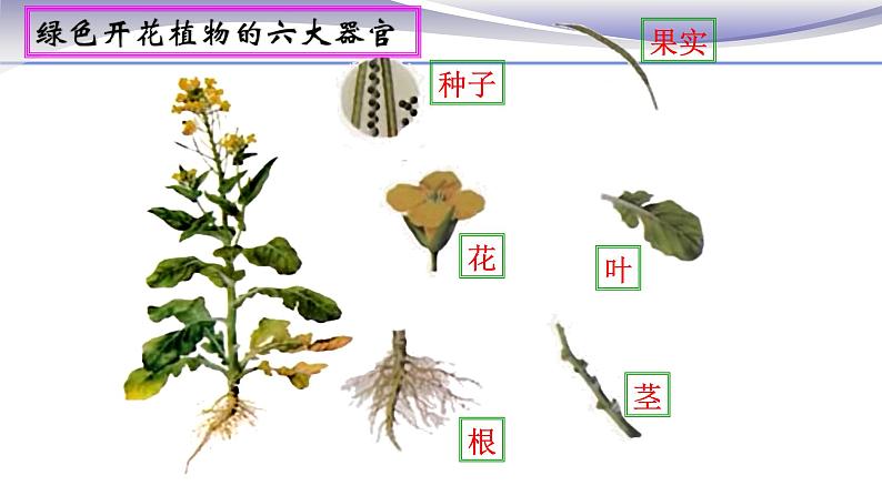 2.2.3 植物体的结构层次 课件 人教版七年级上册生物04