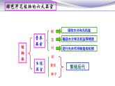 2.2.3 植物体的结构层次 课件 人教版七年级上册生物