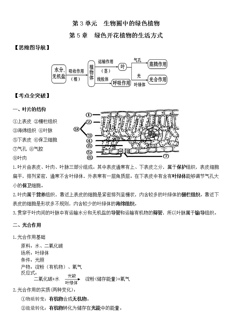 北师大版生物中考一轮复习学案：第三单元 生物圈中的绿色植物第1页