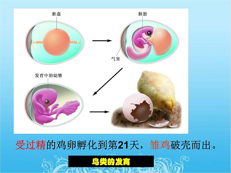 苏科版八年级上册生物 20.2动物的发育 课件（24张ppt）03