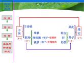 苏科版八年级上册生物 19.2植物的生长发育 课件（18张ppt）