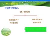 苏科版八年级上册生物 19.2植物的生长发育 课件（18张ppt）