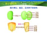 苏科版八年级上册生物 19.2植物的生长发育 课件（18张ppt）