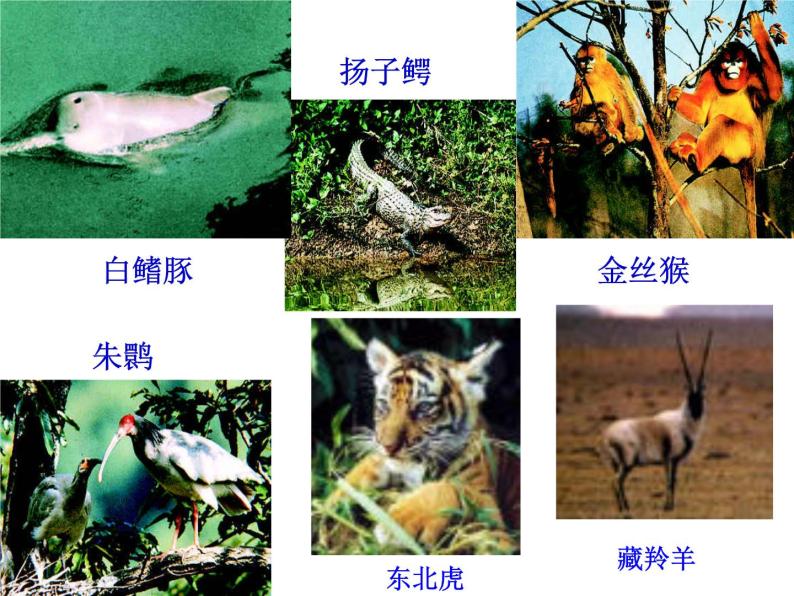 苏教版八年级上册生物课件第十五章 第二节 保护生物多样性的艰巨使命07