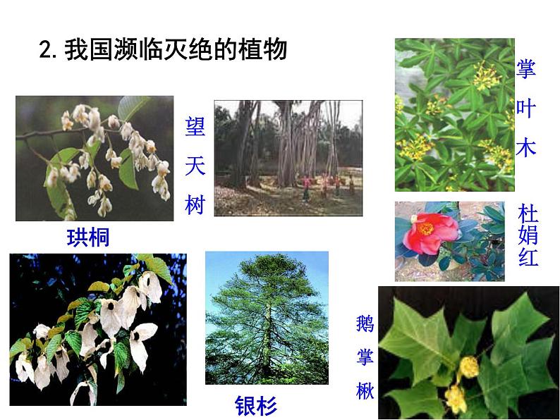 苏教版八年级上册生物课件第十五章 第二节 保护生物多样性的艰巨使命08