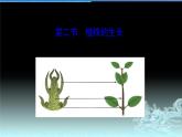 人教版七年级生物上册  3.2.2植株的生长（27张PPT）