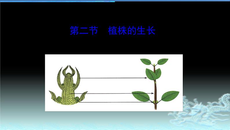 人教版七年级生物上册  3.2.2植株的生长（27张PPT）第5页