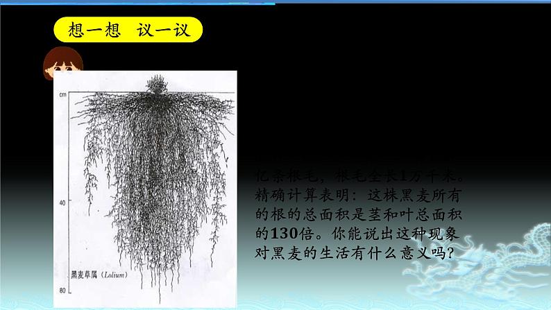 人教版七年级生物上册  3.2.2植株的生长（27张PPT）第6页