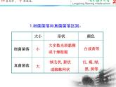 人教版八年级上册生物课件第四章 细菌真菌的复习重点整理