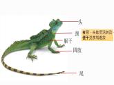 人教版生物八年级上册5.1.5两栖动物与爬行动物第二课时 课件