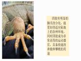 人教版生物八年级上册5.1.5两栖动物与爬行动物第二课时 课件