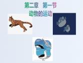 山东省青岛市青岛大学附属中学2020-2021学年第一学期八年级生物上册5.2.1动物的运动  课件（18张PPT）
