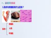 山东省青岛市青岛大学附属中学2020-2021学年第一学期八年级生物上册5.2.1动物的运动  课件（18张PPT）