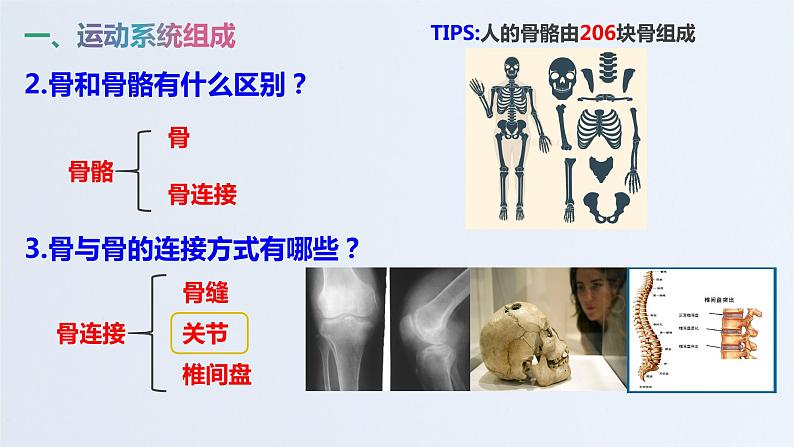 山东省青岛市青岛大学附属中学2020-2021学年第一学期八年级生物上册5.2.1动物的运动  课件（18张PPT）04