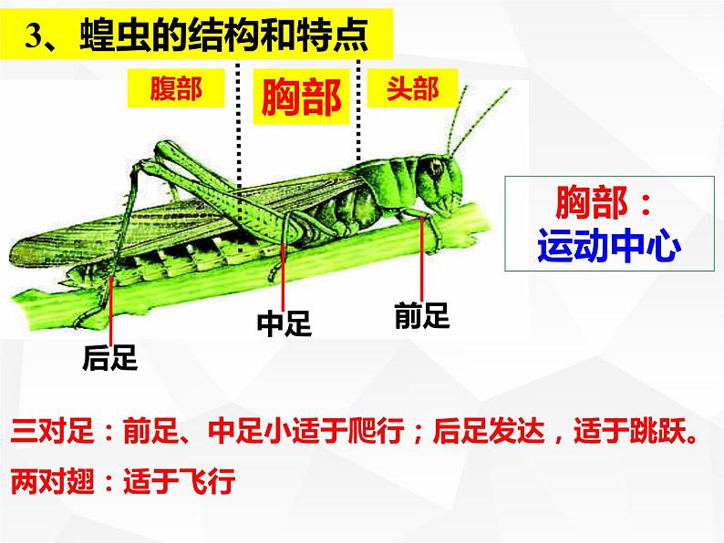 人教版生物八年级上册生物课件 5.1.3：节肢动物08