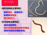 人教版生物八年级上册1.3：软体动物 课件（21张ppt）