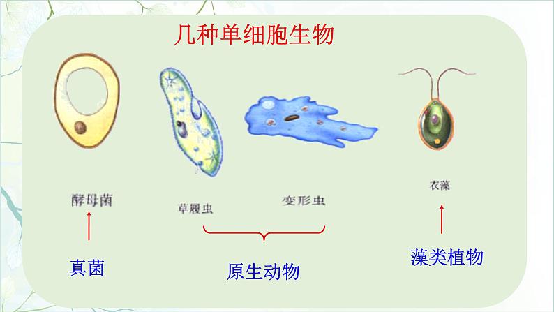 第二单元 2.4单细胞生物教学课件第2页