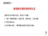 第二单元 2.4单细胞生物教学课件