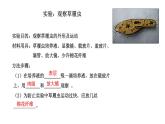 第二单元 2.4单细胞生物教学课件
