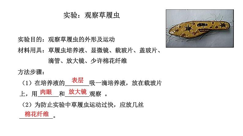 第二单元 2.4单细胞生物教学课件第4页