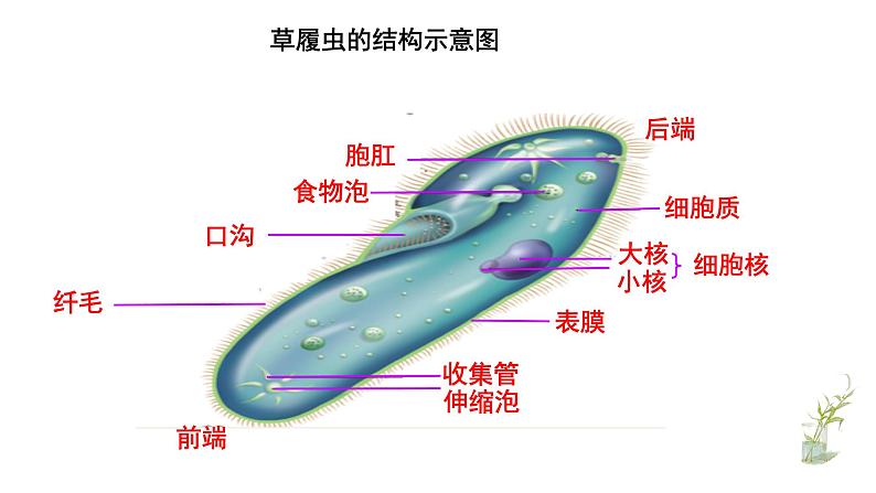 第二单元 2.4单细胞生物教学课件第5页