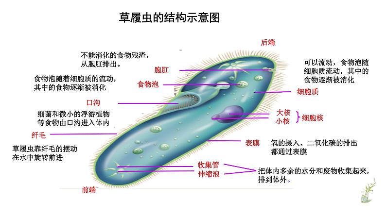 第二单元 2.4单细胞生物教学课件第6页