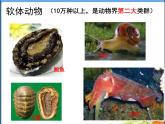 人教版 八年级上册 生物 第五单元 第一章 第三节 《软体动物和节肢动物》 课件