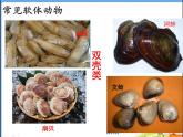 人教版 八年级上册 生物 第五单元 第一章 第三节 《软体动物和节肢动物》 课件