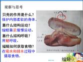 人教版 八年级上册 生物 第五单元 第一章 第三节 《软体动物和节肢动物》 课件