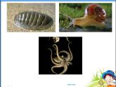 人教版 八年级上册 生物 第五单元 第一章 第三节 《软体动物和节肢动物》 课件
