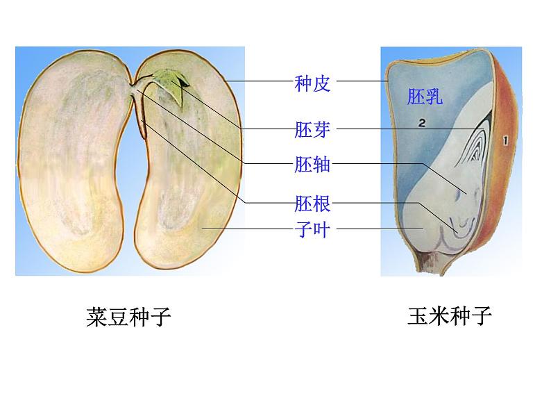 人教版 七年级上册 生物 第三单元 第二章 第一节 种子的萌发课件01