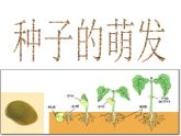 人教版 七年级上册 生物 第三单元 第二章 第一节 种子的萌发课件