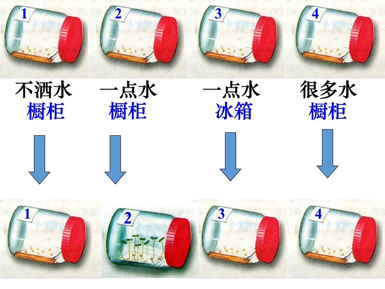 人教版 七年级上册 生物 第三单元 第二章 第一节 种子的萌发课件06