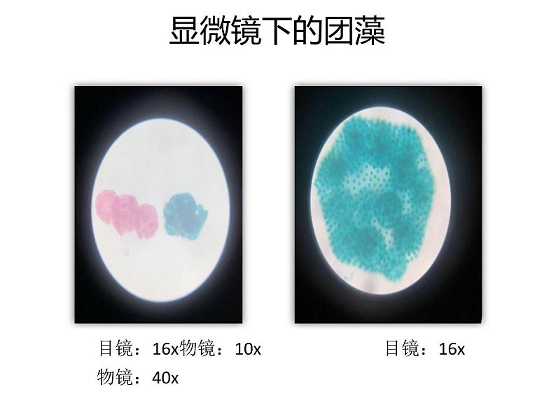 人教版生物七年级上册3.1.1《 藻类、苔藓和蕨类植物》课件05