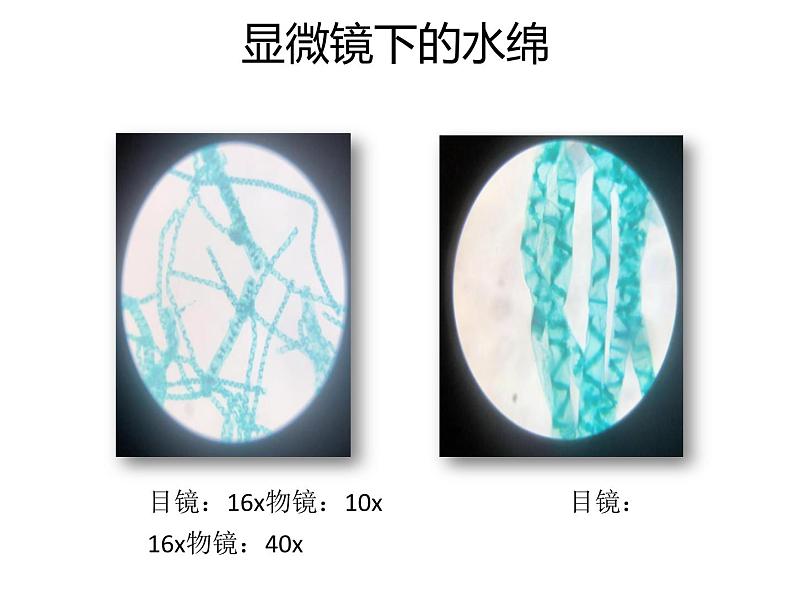 人教版生物七年级上册3.1.1《 藻类、苔藓和蕨类植物》课件06