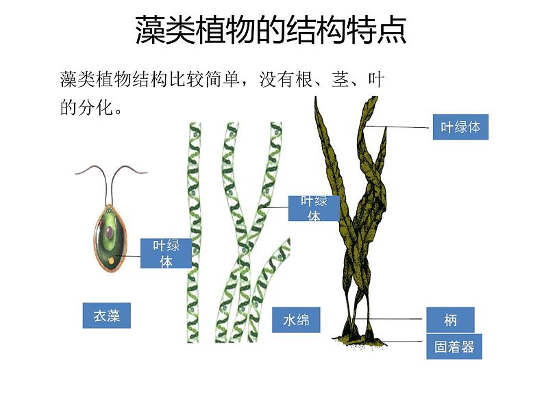 人教版生物七年级上册3.1.1《 藻类、苔藓和蕨类植物》课件08