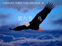 初中生物人教版 (新课标)八年级上册第五单元 生物圈中的其他生物第一章   动物的主要类群第六节   鸟示范课课件ppt