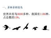人教版八年级上册生物   第五单元 第六节 鸟 课件