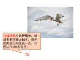 人教版八年级上册生物   第五单元 第六节 鸟 课件