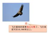 人教版八年级上册生物   第五单元 第六节 鸟 课件