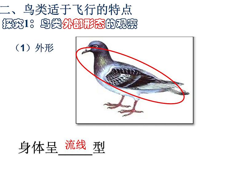 人教版八年级上册生物   第五单元 第六节 鸟 课件第6页