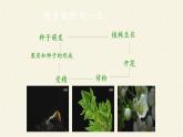 第一节 种子的萌发 课件