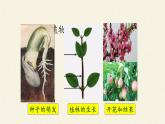 第一节 种子的萌发 课件
