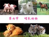 新人教版8年级上册第一章动物的主要类群《哺乳动物》课件 (2)