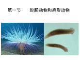新人教版8年级上册第一章动物的主要类群腔肠动物和扁形动物(共42张PPT)