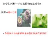 新人教版8年级上册第一章动物的主要类群腔肠动物和扁形动物(共42张PPT)