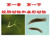 新人教版八年级生物上册《第一章-第一节-腔肠动物和扁形动物》课件