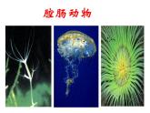新人教版八年级生物上册《第一章-第一节-腔肠动物和扁形动物》课件