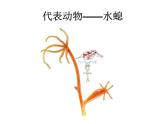 新人教版八年级生物上册《第一章-第一节-腔肠动物和扁形动物》课件